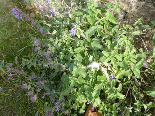Image of Nepeta racemosa by (c) jamie-aa, some rights reserved (CC BY)