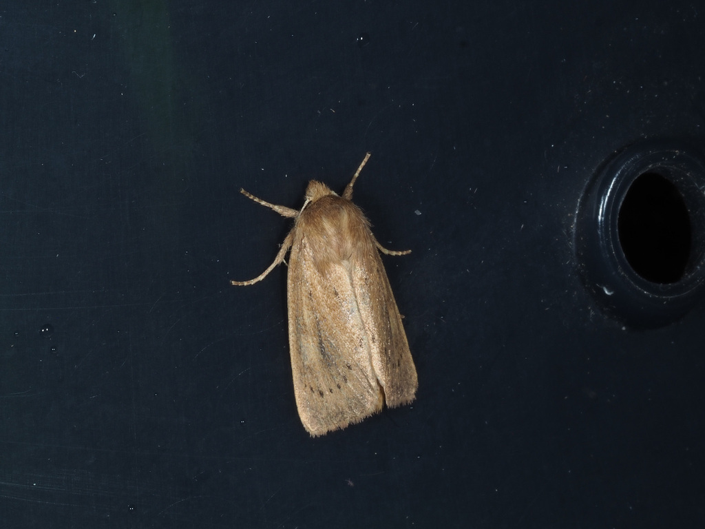 Rush Wainscot
