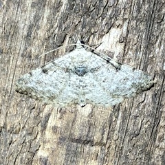 Digrammia gnophosaria