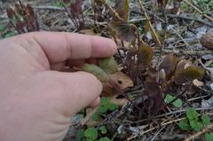 Jeffersonia diphylla