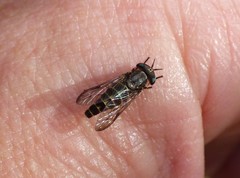 Stenotabanus