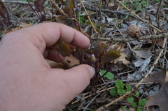 Jeffersonia diphylla