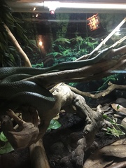 Gonyosoma boulengeri