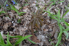 Aesculus glabra