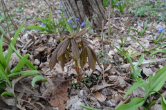 Aesculus glabra