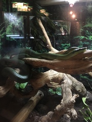 Gonyosoma boulengeri