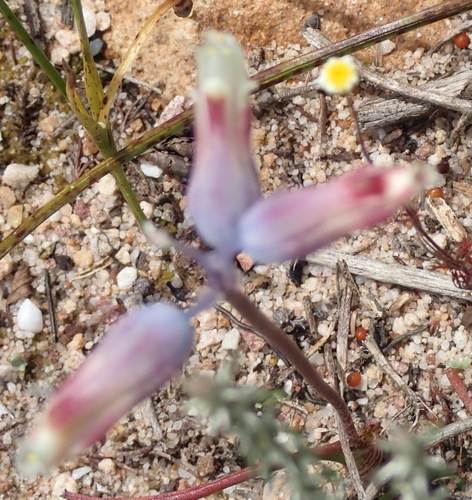 Image of Lachenalia unifolia by (c) Nicola van Berkel, some rights reserved (CC BY-SA)