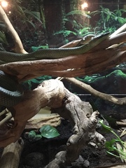 Gonyosoma boulengeri