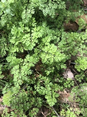 Tracheophyta
