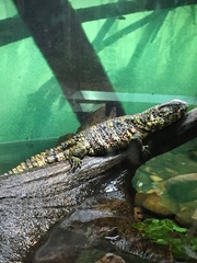 Shinisaurus crocodilurus