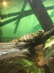 Shinisaurus crocodilurus