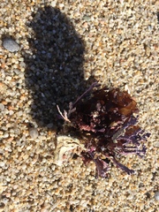 Chondrus crispus