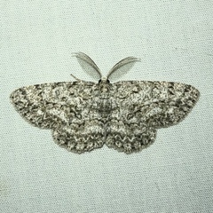 Hypomecis umbrosaria