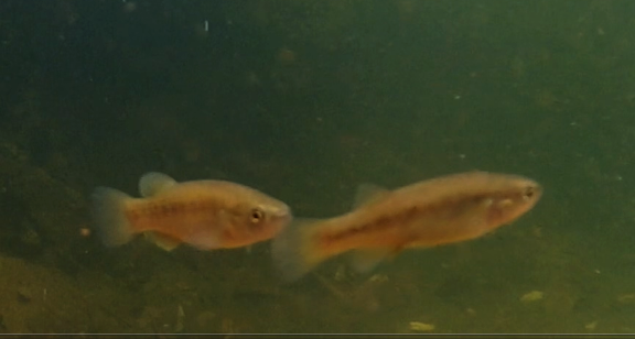 Oaxaca killifish (Profundulus oaxacae) — Profundulidae