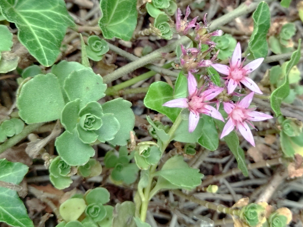 Sedum denticulatum Donn ex DC. 2