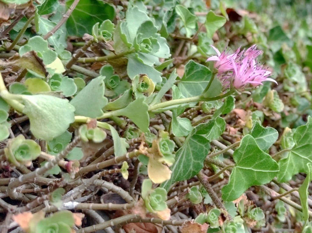 Sedum denticulatum Donn ex DC. 3