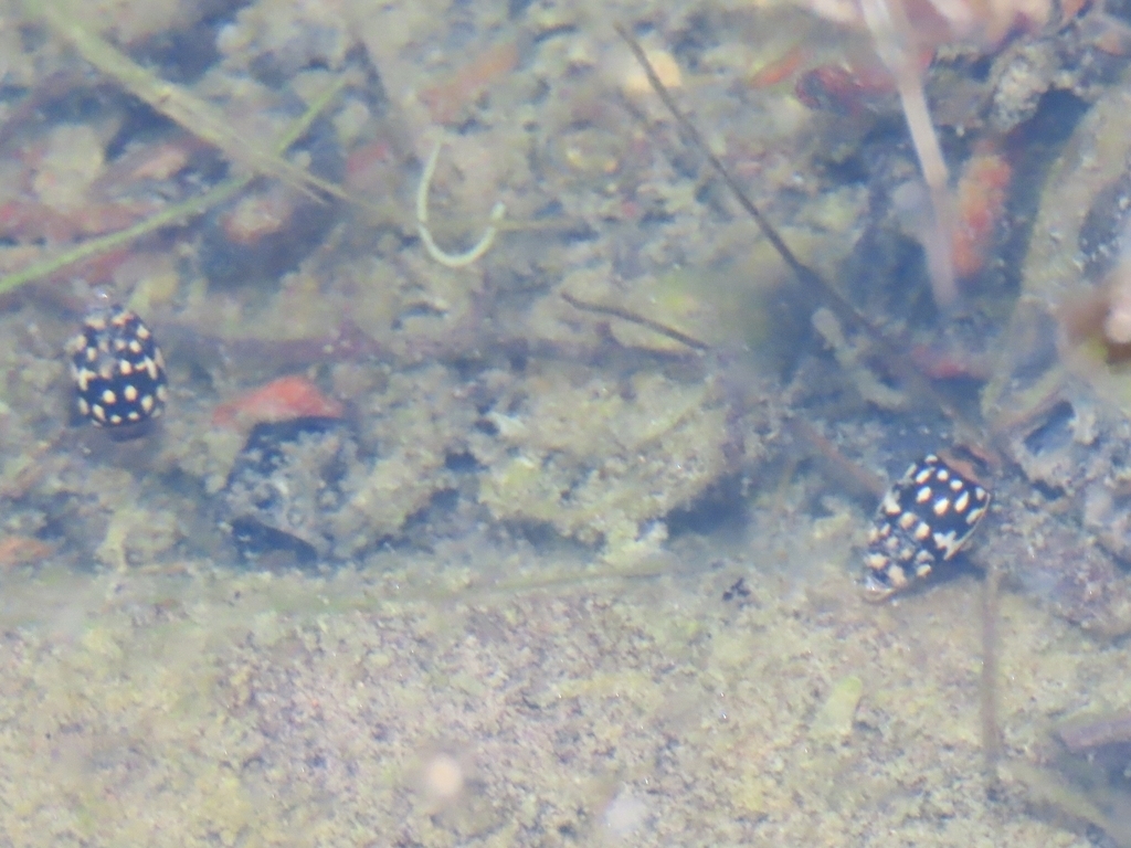 Laccophilus pictus coccinelloides