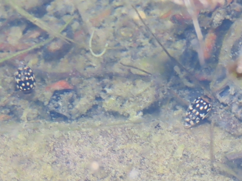Laccophilus pictus coccinelloides