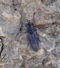 Oedoparena
