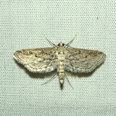 Parapoynx allionealis