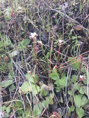 Micranthes californica