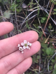 Micranthes californica