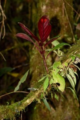 Columnea dimidiata
