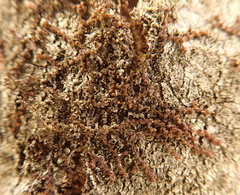 Frullania bolanderi