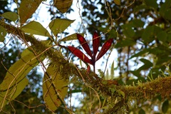 Columnea dimidiata