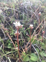 Micranthes californica