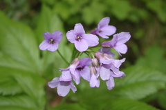 Cardamine pentaphyllos
