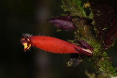 Columnea dimidiata
