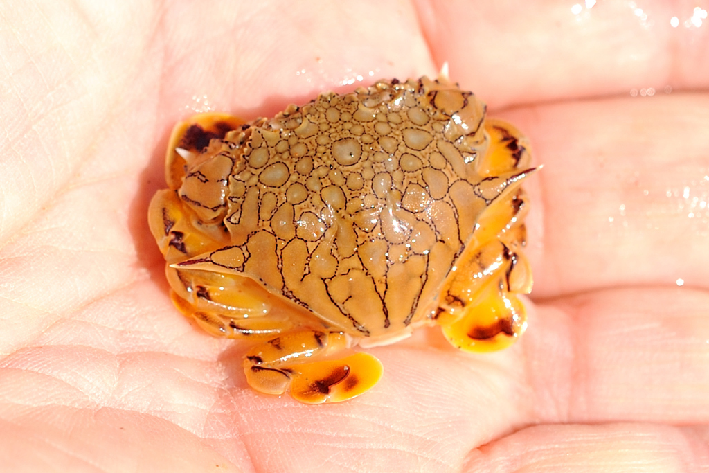 Flower Moon Crab from Port Hedland on September 21, 2023 at 0836 AM by