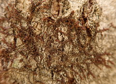 Frullania bolanderi
