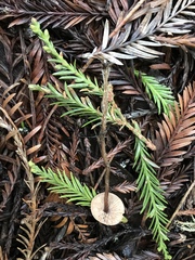 Pseudobaeospora stevensii