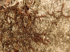 Frullania bolanderi