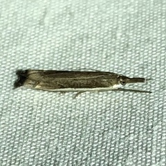 Raphiptera argillaceellus