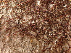 Frullania bolanderi