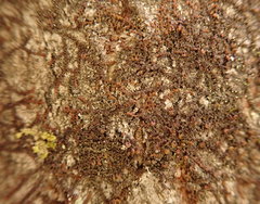 Frullania bolanderi