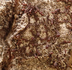 Frullania bolanderi