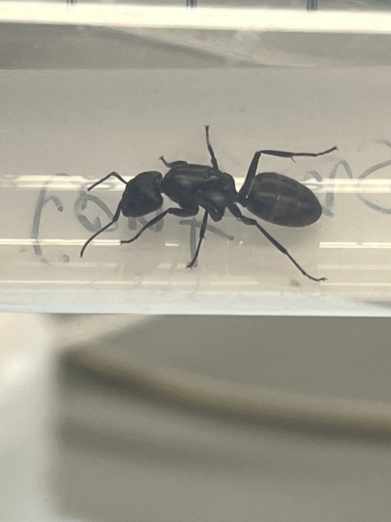 Eastern Black Carpenter Ant From South Side Chicago Il Usa On