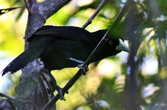 Amblycercus holosericeus