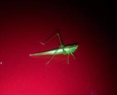 Conocephalus longipes