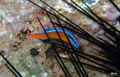 Pseudochromis aldabraensis