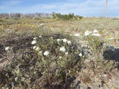 Chaenactis stevioides