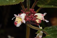 Drymonia droseroides