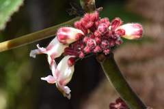 Drymonia droseroides