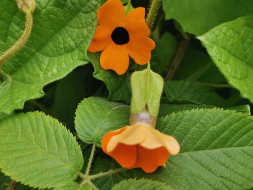 Thunbergia alata