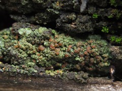 Phyllopeltula steppae