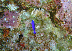 Pseudochromis fridmani